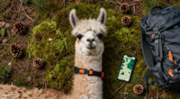 Stubborn Llama Refuses Rescue From National Forest