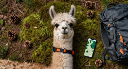Stubborn Llama Refuses Rescue From National Forest