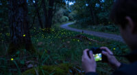 A Closer Look At The Making Of “Luciole — The Synchronous Fireflies Of Vallon Creux”