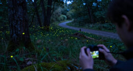 A Closer Look At The Making Of “Luciole — The Synchronous Fireflies Of Vallon Creux”